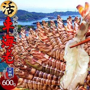 ԊCVm\11n܂ Ԃ 600gmML 18-26n炿 Vuh  N}Gr hg F{Y  xH Ԃ {B   