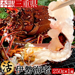 伊勢海老 生 魚介類の人気商品 通販 価格比較 価格 Com 伊勢海老 生 魚介類の人気商品 通販 価格比較 価格 Com