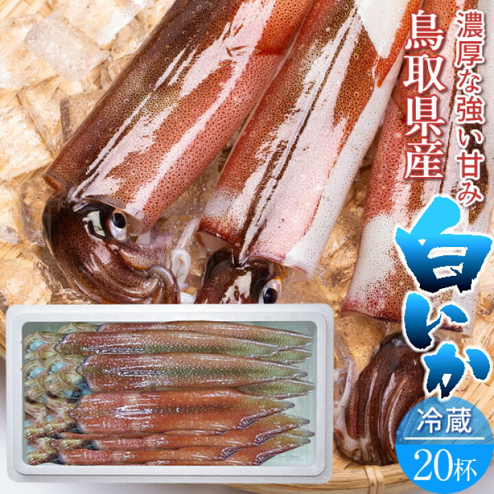 楽天市場 いか 白イカ 杯 約4 6kg 生き 鳥取県産 烏賊 剣先いか活造り ケンサキイカ イカの女王白いか 詰め合わせ 日本海 山陰沖 新鮮 刺身 イカソーメン いかさし いか焼き 生食 お取り寄せ 送料無料 お中元 ギフト 食コレ Japan Food