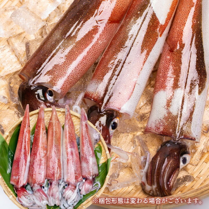 楽天市場 いか 白イカ 5杯 約1 2kg 生き 鳥取県産 烏賊 剣先いか活造り ケンサキイカ イカの女王白いか 詰め合わせ 日本海 山陰沖 新鮮 刺身 イカソーメン いかさし いか焼き 生食 お取り寄せ 送料無料 お歳暮 ギフト 食コレ Japan Food 楽天市場 いか 白イカ 5杯 約1 2kg 生き 鳥取県産 烏賊 剣先いか活造り ケンサキイカ イカの女王白いか 詰め合わせ 日本海 山陰沖 新鮮 刺身 イカソーメン いかさし いか焼き 生食 お取り寄せ 送料無料 お歳暮 ギフト 食コレ Japan Food