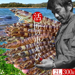 ԊCVmVуX^[gn܂ y2LzԂ 300gm9-11n炿 V ̎ԊCV Y ێR hg F{Y N}Gr   Hו xH Ԃ