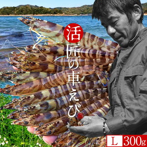 ԊCVmVуX^[gn܂ ԃGryLz300gm10-13n炿 V ̎ԊCV Y ێR hg F{Y N}Gr   Hו xH Ԃ 