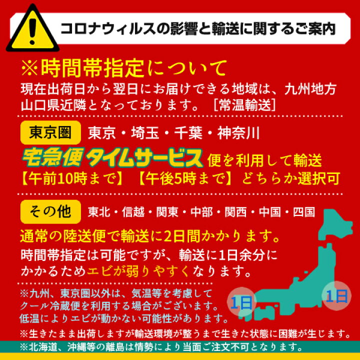 楽天市場 天草車海老 大 活車えび 1kg 約24 32尾 車海老 生食用 熊本県天草 おがくず くるまえび 生きたまま 活き車エビ ランキング 高級ギフト 産地直送 熨斗 送料無料 冬ギフト 生産者支援 御祝 Sale スーパーセール開催 食コレ Japan Food