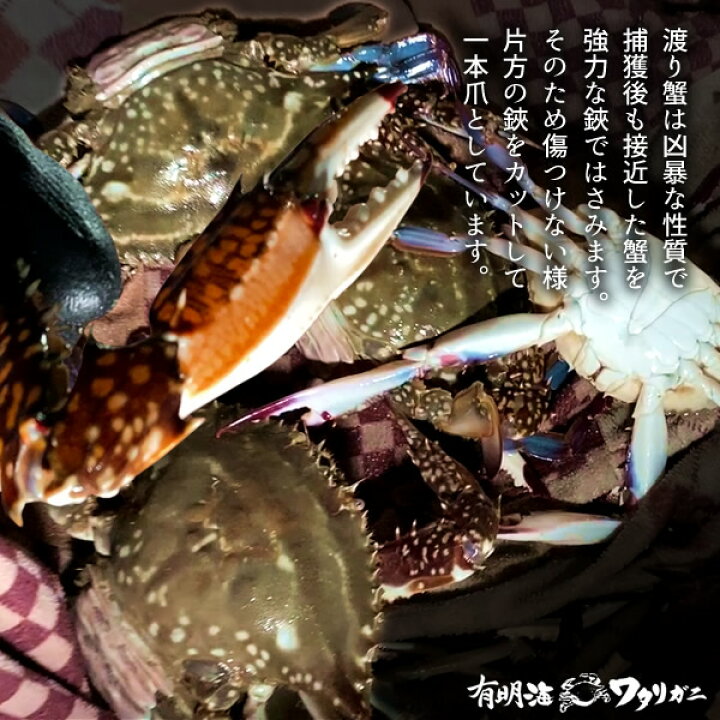 楽天市場 わたりがに ワタリガニ 有明海 月光かに 1kg 3尾入 車海老250g 特大2l セット 生 渡り蟹 熊本県上天草市串港 ガザミ ガネ カニ漁師 活〆冷凍 送料無料 プレゼント 記念日 お返し お礼 産地直送 ギフト お歳暮 食コレ Japan Food