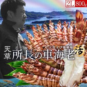 ԊCV y2Lzm\11n܂ 800gm19-22nԂ 炿 ԃGr hg F{Y V N}Gr   Hו xH Ԃ {B  Yn