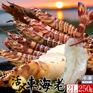 ԊCV hgm[nYⓀ y2Lz250gm6-7nV 炿 Ԃ F{Y 쓇 N}Gr {B Ԃ GrtC  Yn { Hו Ă  