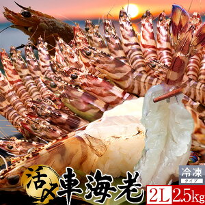 ԊCV hg Ym\11nYⓀ y2Lz2.5kgm60-70nV 炿 Ԃ F{Y 쓇 N}Gr {B H Ԃ GrtC  Yn { Hו Ă