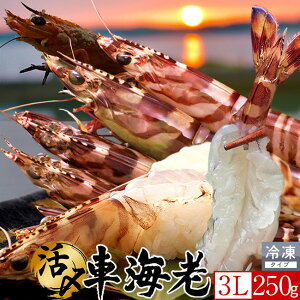 ԊCV y3Lz250gm4-5nYⓀ hgm\12nV 炿 Ԃ F{Y 쓇 N}Gr {B H Ԃ GrtC  Yn { Hו Ă 