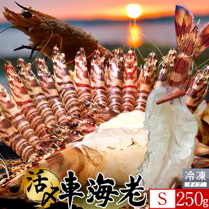 炿 ԊCV hg YⓀySz250gm12-13nV Ԃ F{Y 쓇 N}Gr {B H Ԃ GrtC  Yn { Hו Ă  񂹒ʔ