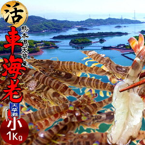 ԊCVm\11n܂ 1kgmS 45-49nԂ 炿 ԃGr hg F{Y V N}Gr   Hו xH Ԃ {B  Yn 