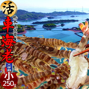 ԊCVm\11n܂ 250gmS 12-13nԂ 炿 ԃGr hg F{Y V N}Gr   Hו xH Ԃ {B  Yn 