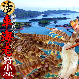 ԊCVm\11n܂ 250gmSS 14-15nԂ 炿 ԃGr hg F{Y V N}Gr   Hו xH Ԃ {B  Yn 