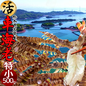 ԊCVm\11n܂ Ԃ 500gmSS 26-28nԂ 炿 ԃGr hg F{Y V N}Gr   Hו xH Ԃ {B  Yn
