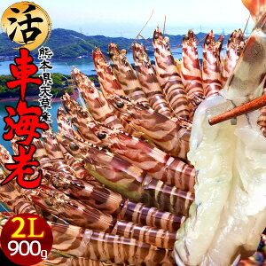 ԊCV y2Lzm\11n܂ 900gm21-25nԂ 炿 ԃGr hg F{Y V N}Gr   Hו xH Ԃ {B  Yn