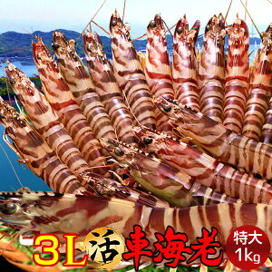 ԊCV y3Lzm\12n܂ 1kgm15-23nԂ 炿 Vuh  N}Gr hg F{Y  xH Ԃ {B  Yn 