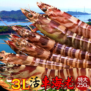 ԊCV y3Lzm\12n܂ 250gm4-5nԂ 炿 Vuh  N}Gr hg F{Y  xH Ԃ {B  Yn 