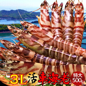 ԊCV y3Lzm\12n܂ 500gm8-11nԂ 炿 Vuh  N}Gr hg F{Y  xH Ԃ {B  Yn 