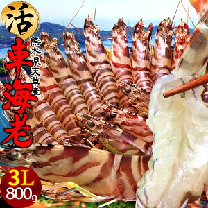 ԊCV y3Lzm\12n܂ 800gm12-18nԂ hg V 炿 F{Y N}Gr   Hו xH Ԃ {B  Yn 