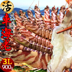 ԊCV y3Lzm\12n܂ 900gm14-20nԂ hg 炿 V F{Y N}Gr   Hו xH Ԃ {B  Yn 
