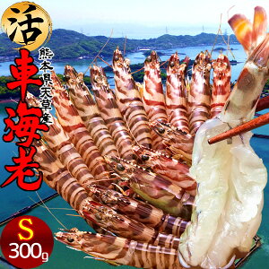 ԊCVm\11n܂ 300gmS 14-15nԂ 炿 ԃGr hg F{Y V N}Gr   Hו xH Ԃ {B  Yn 