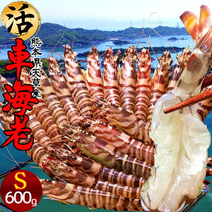 ԊCVm\11n܂ 600gmS 27-30nԂ 炿 ԃGr hg F{Y V N}Gr   Hו xH Ԃ {B  Yn 