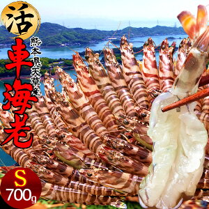 ԊCVm\11n܂ 700gmS 32-35nԂ 炿 ԃGr hg F{Y V N}Gr   Hו xH Ԃ {B  Yn 
