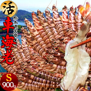 ԊCVm\11n܂ 900gmS 41-45nԂ 炿 ԃGr hg F{Y V N}Gr   Hו xH Ԃ {B  Yn 
