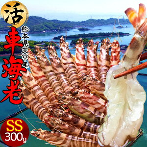 ԊCVm\11n܂ 300gmSS 16-18nԂ 炿 ԃGr hg F{Y V N}Gr   Hו xH Ԃ {B  Yn 