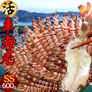 ԊCVm\11n܂ 600gmSS 31-33nԂ 炿 ԃGr hg F{Y V N}Gr   Hו xH Ԃ {B  Yn 