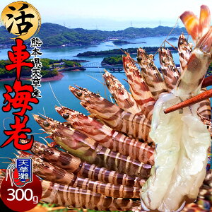 ԊCVm\11n܂ 300gmML 10-13nԂ 炿 Vuh  N}Gr hg F{Y  xH Ԃ {B  Yn  