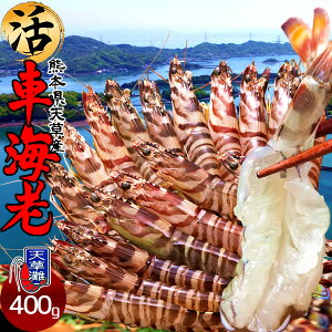 ԊCVm\11n܂ 400gmML 12-17nԂ 炿 Vuh  N}Gr hg F{Y  xH Ԃ {B  Yn  