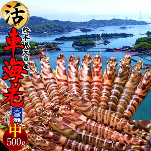 ԊCVm\11n܂ 500gmML 15-22nԂ 炿 ԃGr hg F{Y V N}Gr   Hו xH Ԃ {B  Yn 