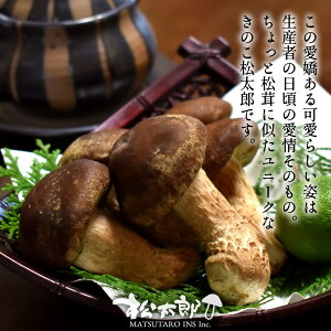 Y ̂mDin300gi8`9{jY ×ő FLmR ܂낤 }c^PȂ̂ VC^PȂ̂ }c^P×VC^P  ɐ̍ OdY q yr  
