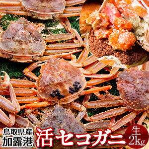 ZRKjmn2kg(16-20) qm2025 ɉցnZCRKj I 挧Y eI X I ZCRI  ZɁmH̖o ӂ邳ƃMtgn