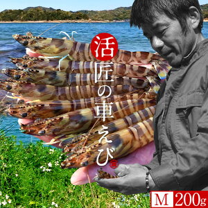 ԊCVmVсn܂ ԂсyMz200gm8-11n炿 V ̎ԊCV Y ێR hg F{Y N}Gr   Hו xH ԂԁmΕ 