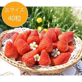 イチゴ フルーツ 【期間限定】紅ほっぺ 2Lサイズ(40粒) いちご 苺 粒の大小のばらつき有 ジャムやコンポートなど加工用に最適 ギフト 通販 人気 父の日ギフト プレゼント 贈答用 お取寄せ 冷蔵発送 送料無料