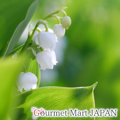 楽天市場 送料無料 母の日 21 北海道産 鈴蘭 すずらん スズラン 鉢植え ラッピング 5月7日 5月9日お届け限定 お取り寄せグルメ プレゼント ギフト グルメマートjapan