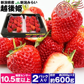 いちご 越後姫 約600g 糖度センサー10.5度以上 約300g×2パック 新潟県産 産地直送 イチゴ 苺 ブランド フルーツ 果物 産直 冷蔵便 同梱不可 指定日不可