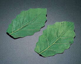 楽天市場 柏餅 葉の通販