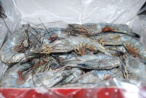 Vg̊CV1000g30^40erGŘb̍CV