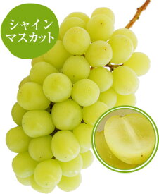 【 あす楽 即日発送 届日指定OK】 シャインマスカット 1房【 秀品 】選べる2房以上でお値引 ネットでぶどう狩り 組み合わせ自由 種なし 皮ごと食べられる 人気 ぶどう ブドウ お取り寄せ ギフト 誕生日 お見舞 内祝 お祝 お供 御礼 果物 食べやすい フルーツ クール便