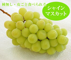 y y  z Mtg Ԃǂ  Iׂ H̃W[V[ t[c Zbg    VC}XJbg iKmp[v NC[[W  t[c ʕ v[g l