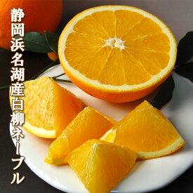 JA とぴあ 浜松産 本家 白柳 ネーブル 3〜4個/5〜6個/7〜8個/12〜16個 柑橘 国産 お取り寄せ 静岡 浜松 特産 地元 フルーツ 果物 ギフト プレゼント 御礼 御祝 お見舞 寒中お見舞 お祝 内祝 お誕生日 お土産 御供 志 お返し 浜名湖 皇室献上 送料無料