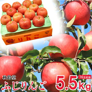 15̓|Cg5{Iy2025N\̔zH铰uӂ 5.5kgi15`16ʁjvӂ R`VY 5.5kg 15`16 R` V 12{`@Mtg@ꕔ