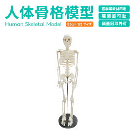 人体模型 骨格模型 85cm 1/2 サイズ 骨格標本 骨模型 医学 教学 教材