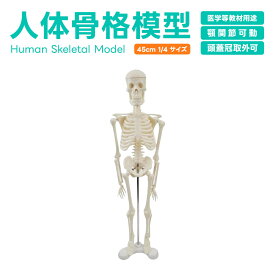 人体模型 骨格模型 45cm 1/4 サイズ 骨格標本 骨模型 医学教学教材