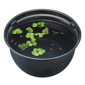 WFbNXGEX_JC_Ĵ߂̎甫370Oa37xH20cm12LOy2̐