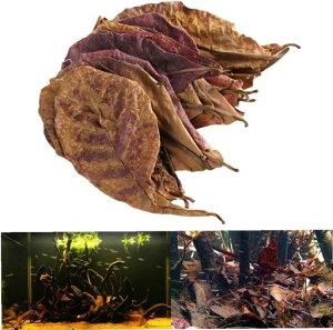 }WbN[t^}iPhN^[[tx^_JtCAEgΏANAERPErIg[vp_E20