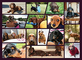 ジグソーパズル 海外製 アメリカ Better Me Dachshund Dogs Jigsaw Puzzle for Dachshund Lover, Doxie Dad & Doxie Mama, Fun Dog Puzzle for Dachshund Jigsaw Puzzles Loverジグソーパズル 海外製 アメリカ