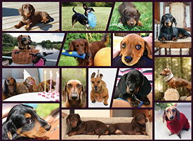 ジグソーパズル 海外製 アメリカ Better Me Dachshund Dogs Jigsaw Puzzle for Dachshund Lover, Doxie Dad & Doxie Mama, Fun Dog Puzzle for Dachshund Jigsaw Puzzles Lover (1000 Piece Puzzle)ジグソーパズル 海外製 アメリカ